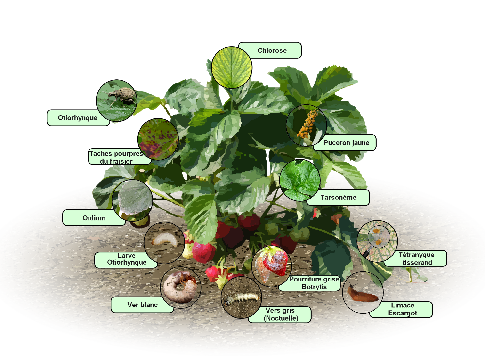 Parasites Et Maladies Des Fraisiers