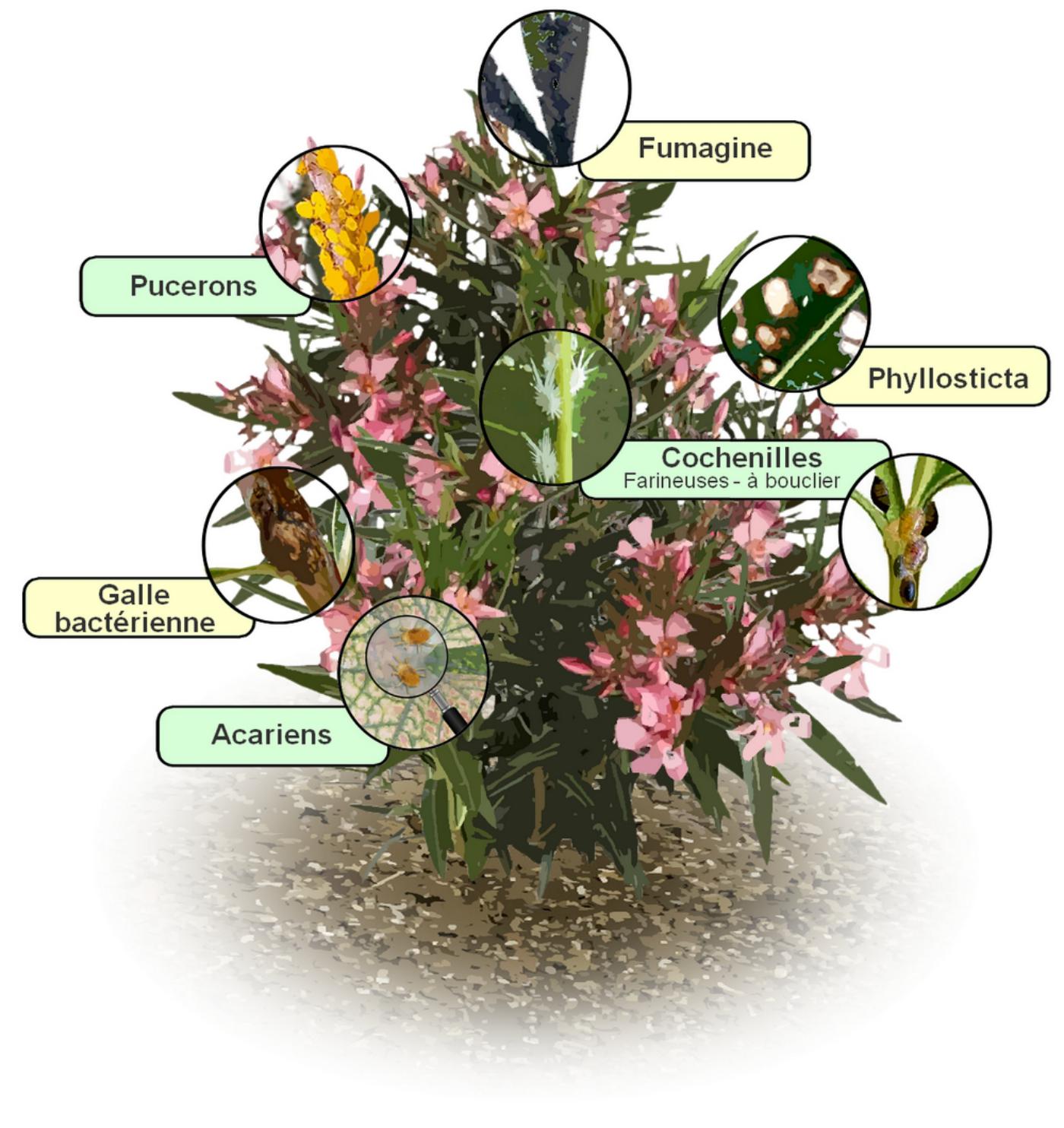 Traitement laurier rose Traitement laurier rose