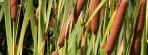 Le Typha A Planter Avec Precaution