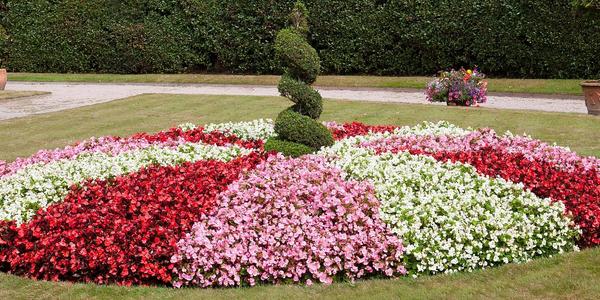 Faire un massif de bégonias :