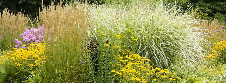 Massif de graminées Massif de graminées