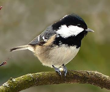 mesange%20noire.jpg mesange%20noire.jpg