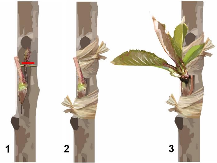 Greffe en ecusson Greffe en ecusson