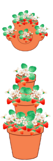 Planter Et Cultiver Des Fraisiers En Pot