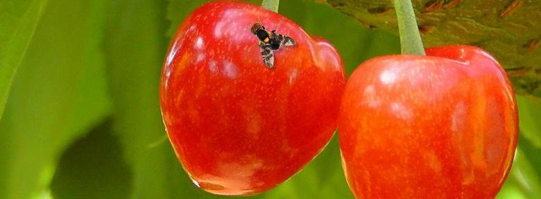 Mouche de la cerise traitement Mouche de la cerise traitement