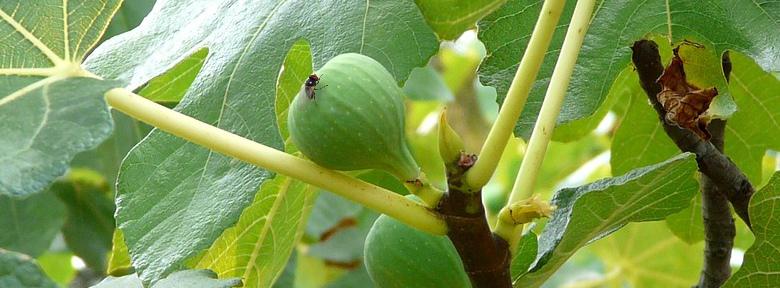 Mouche Noire Des Figues Vers Des Figues