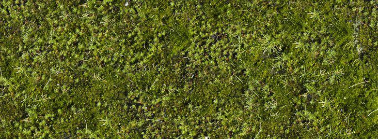 mousse%20dans%20un%20gazon