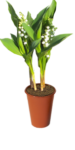 muguet%20en%20pot