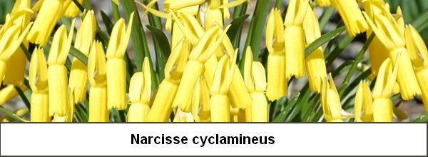 Narcisse - jonquille : plantation, culture bio, forçage et variétés