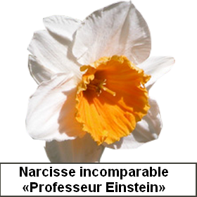 Narcisse - jonquille : plantation, culture bio, forçage et variétés