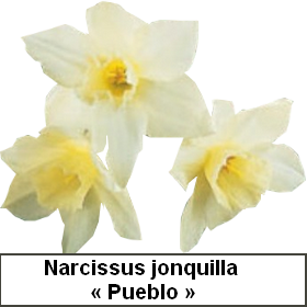 Narcisse Jonquille Plantation Culture Bio Forçage Et