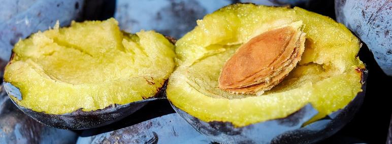 Noyau de prune Noyau de prune