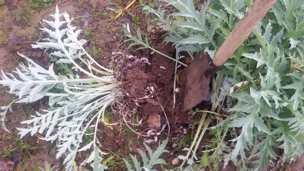 Multiplication De L Artichaut L Oeilletonnage