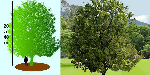 Orme Rouge Orme — Ulmus : un arbre à faire revivre.