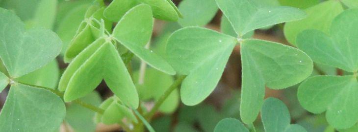 oxalis%20petite%20oseille%20une%20mauvaise%20herbe