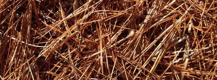 Paillage Avec Des Aiguilles De Pin Ou Sapin Au Jardin Paillage Avec Des Aiguilles De Pin Ou Sapin Au Jardin