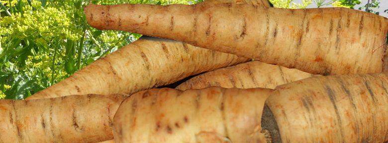 Le Panais Semis Culture Bio Varietes