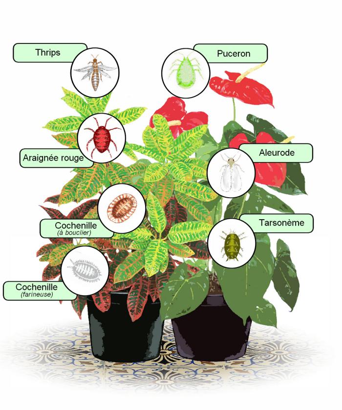 Maladies et parasites : plantes d'intérieur, Tout savoir !