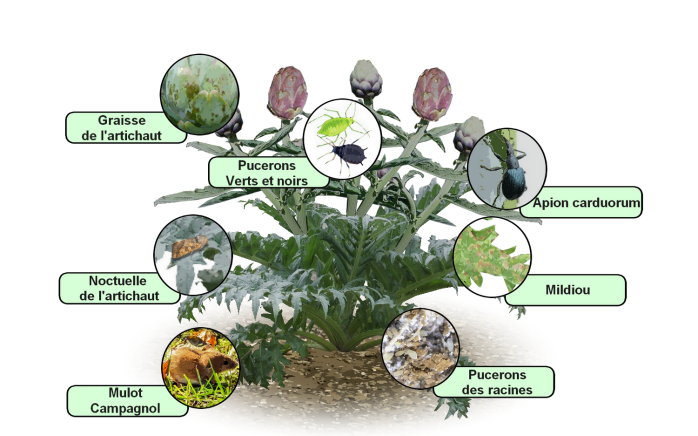 Parasites Et Maladies De L Artichaut Traitements Bio