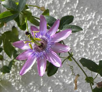 passiflore%20sur%20un%20mur%20blanc%20au%20soleil