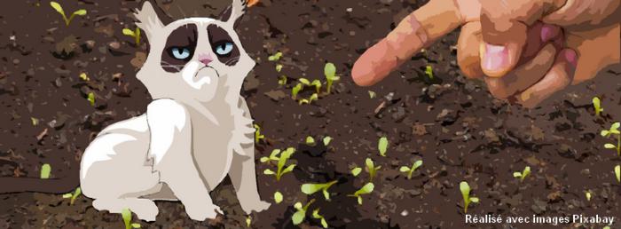 Empecher Le Chat De Faire Des Degats Au Jardin Potager Et D Agrement Empecher Le Chat De Faire Des Degats Au Jardin Potager Et D Agrement