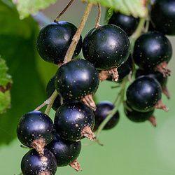 les petits fruits rouges : culture