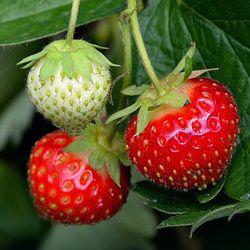 les petits fruits rouges : culture