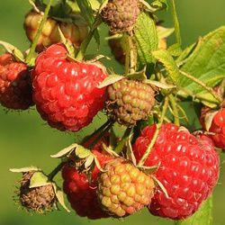 les petits fruits rouges : culture