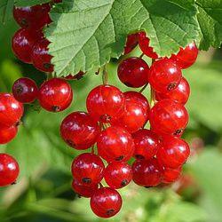 les petits fruits rouges : culture