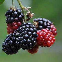 les petits fruits rouges : culture