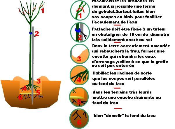 Planter Un Arbre Fruitier Planter Un Arbre Fruitier