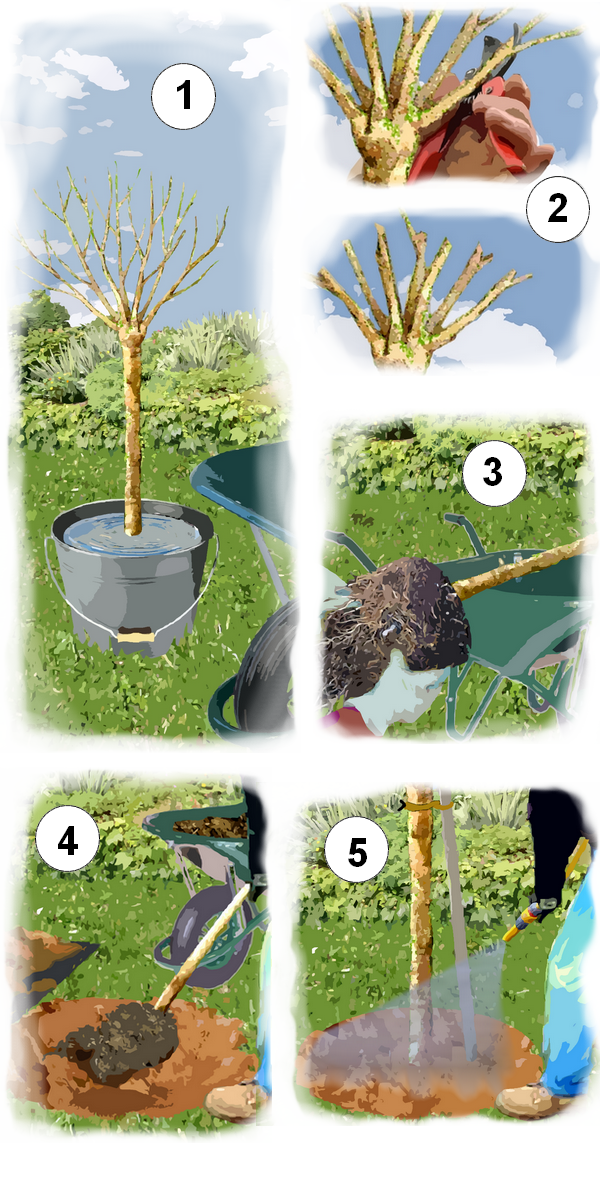 Planter Un Arbre Fruitier Achete En Conteneur Planter Un Arbre Fruitier Achete En Conteneur