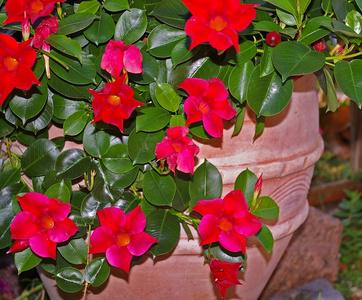 plante%20grimpante%20en%20pot%20 %20dipladenia