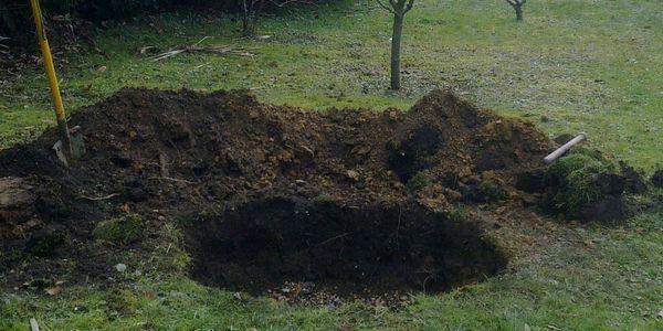 Planter olivier terre argileuse Planter olivier terre argileuse