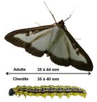 Traitement pyrale du buis Traitement pyrale du buis