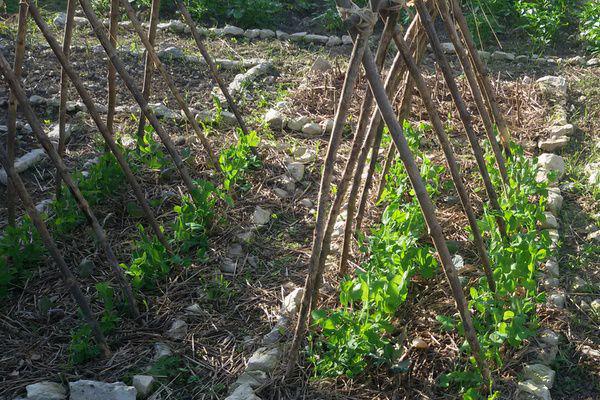 Le Pois Semis Du Pois Culture Du Petit Pois