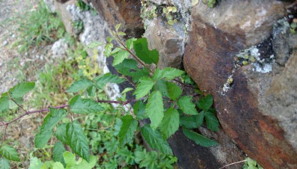 Comment se débarrasser des ronces sans produits chimiques ?
