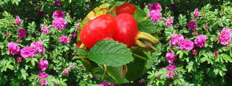 rosier Rosa rugosa ou rosier du japon: variétés: culture bio, taille et ...