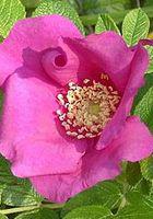 rosier Rosa rugosa ou rosier du japon: variétés: culture bio, taille et ...