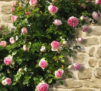 Terre pour dipladenia Terre pour dipladenia