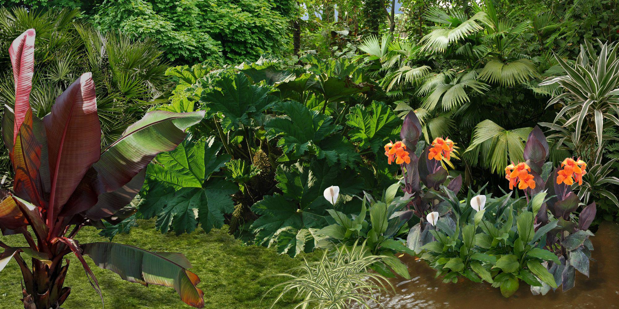 Creer Un Jardin Exotique Plan De Jardin Exotique