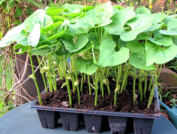 Haricot Mais Tarbais Culture Bio