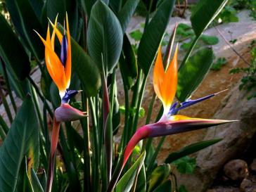 Strelitzia Oiseau De Paradis Culture Bio