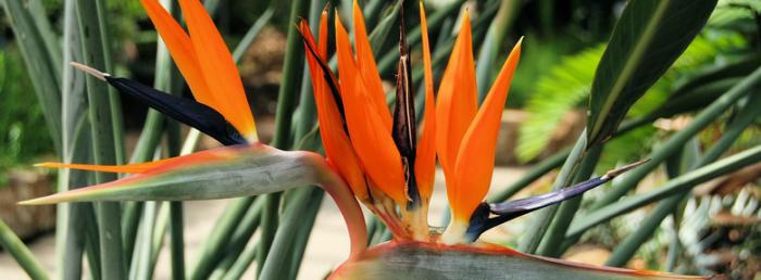 Comment Faire Refleurir Une Strelitzia Reginae Ou Oiseau De