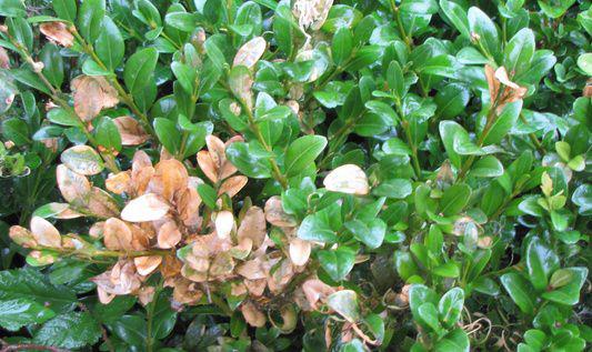 Traitement fongicide pour buis Traitement fongicide pour buis