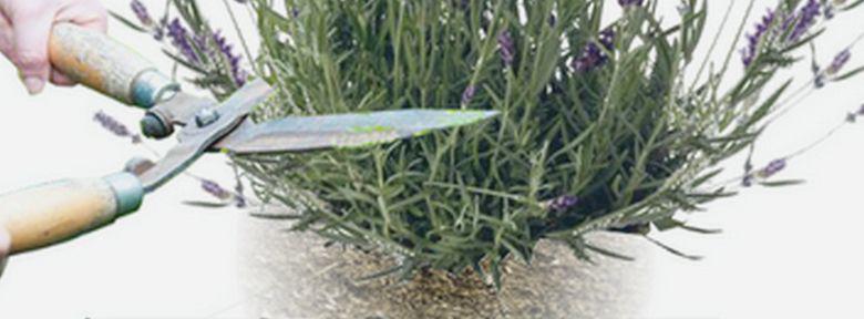 Taille Des Lavandes Taille Des Lavandes