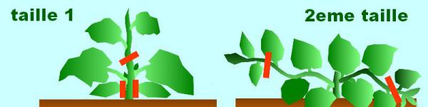Culture Bio Du Melon Entretien Biologique Et Taille Culture Bio Du Melon Entretien Biologique Et Taille