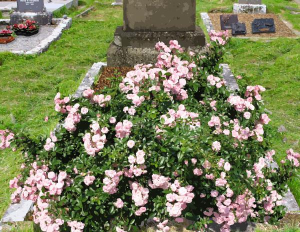 tombe%20fleuri%20avec%20des%20rosiers%20a%20petites%20fleurs