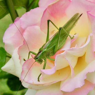 La grande Sauterelle verte.
