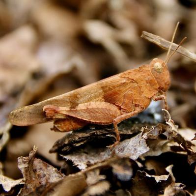 L’Oedipode turquoise (version fauve) ; C'est un criquet